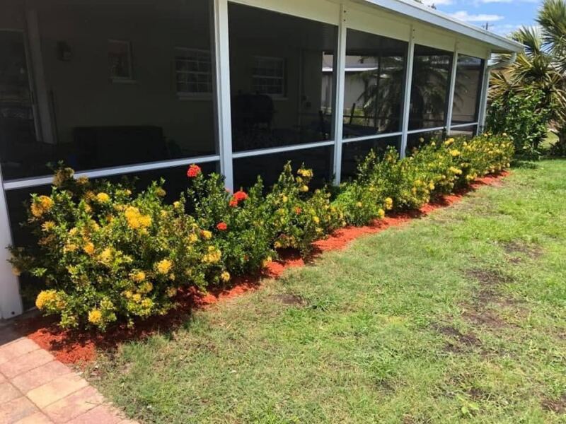 Ixora hedge with fresh red mulch along a screened lanai
