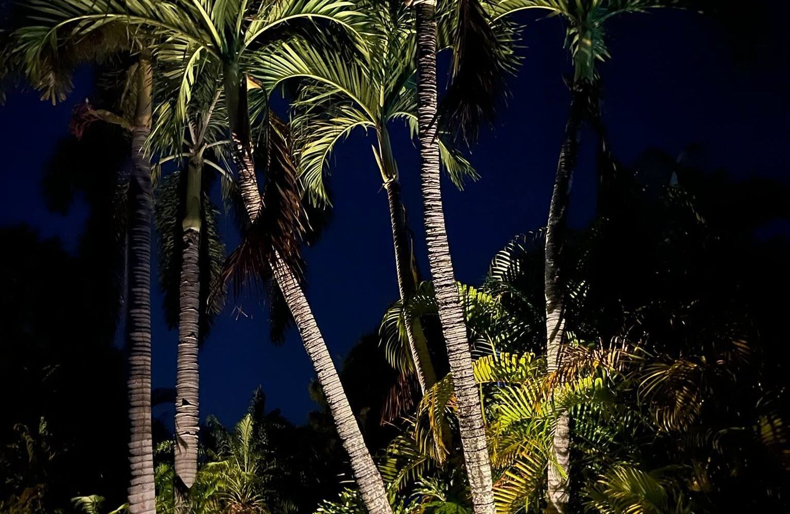Cluster of palms uplit with landscape lighting at night