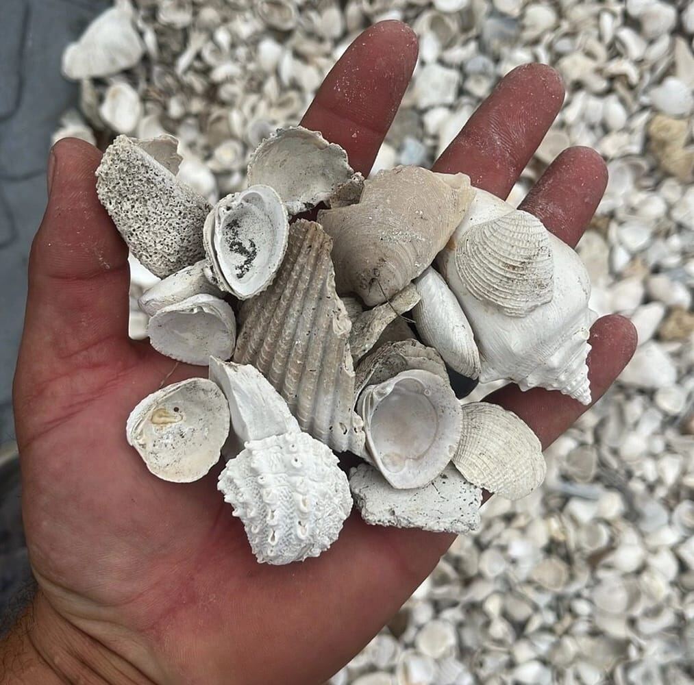 Handful of medium shell