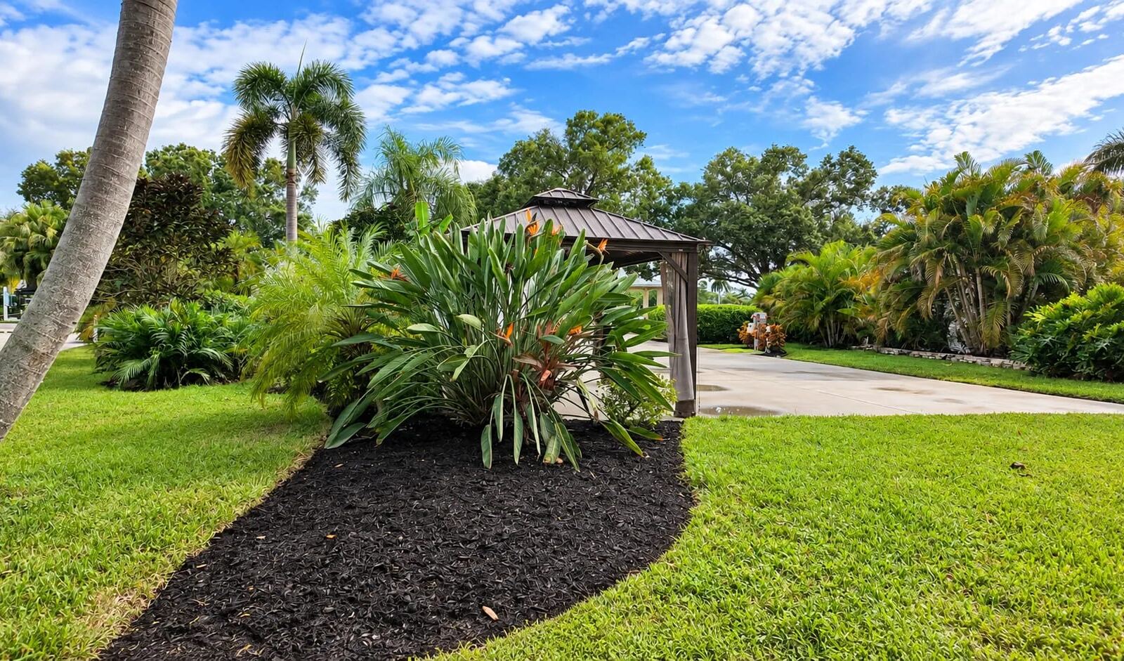 Fresh black mulch bed around a bird of paradise near a gazebo