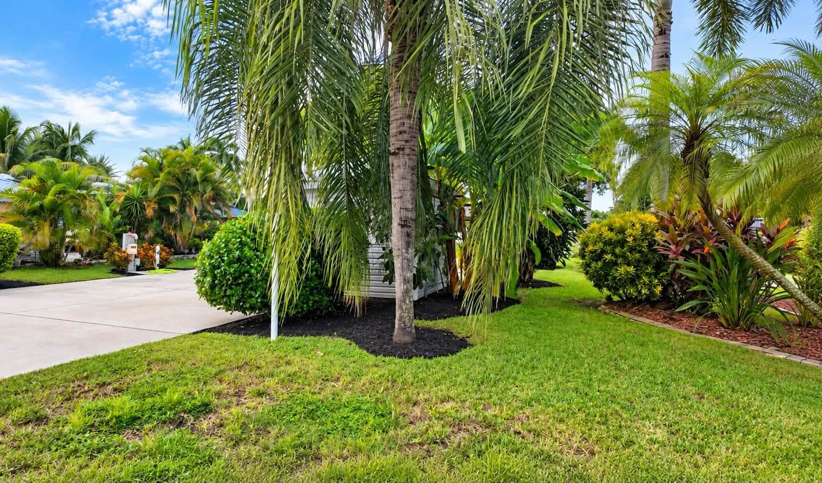After: trimmed palms over fresh mulch beds and lawn