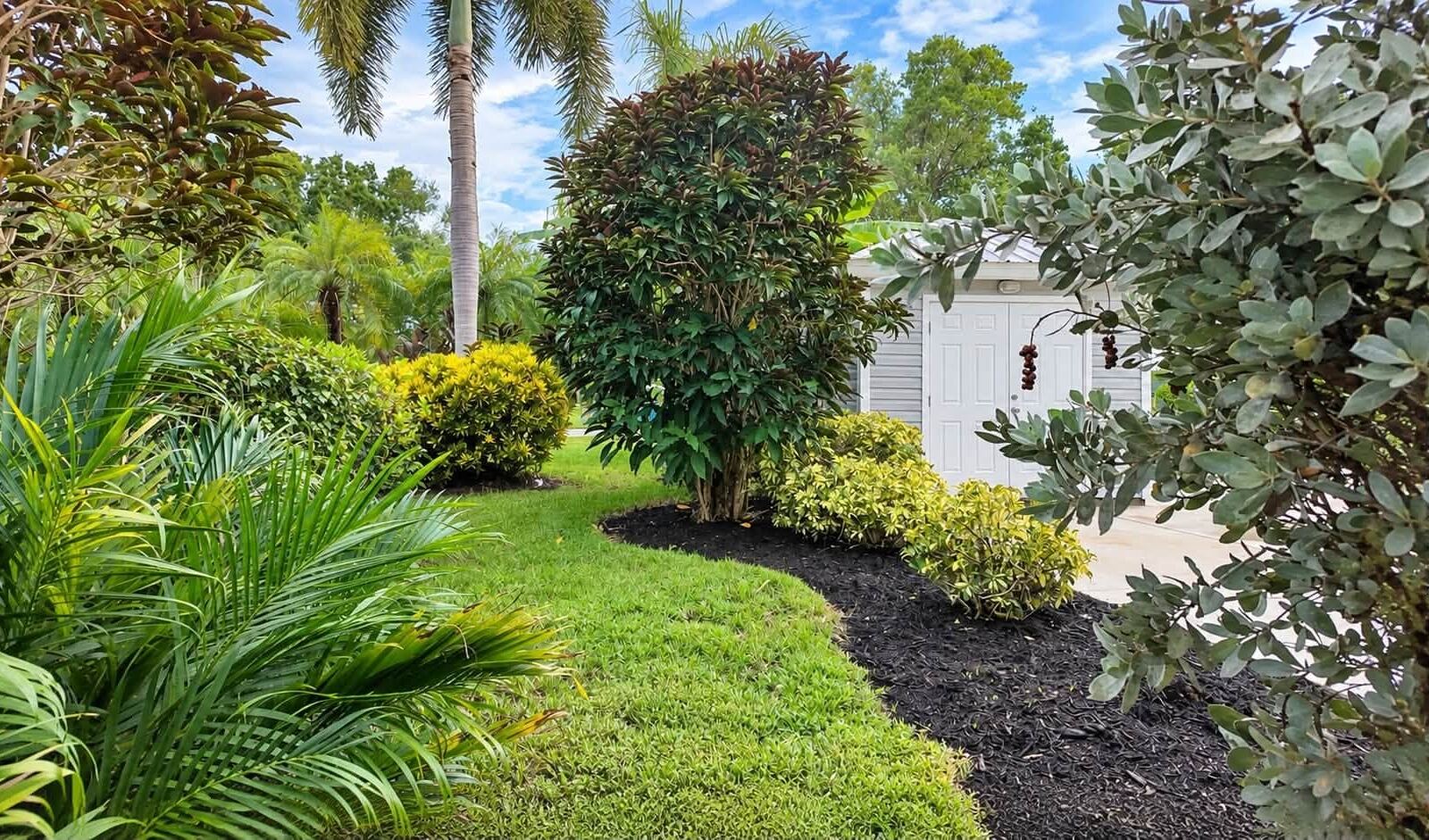 After: trimmed shrubs and fresh black mulch beds beside a shed
