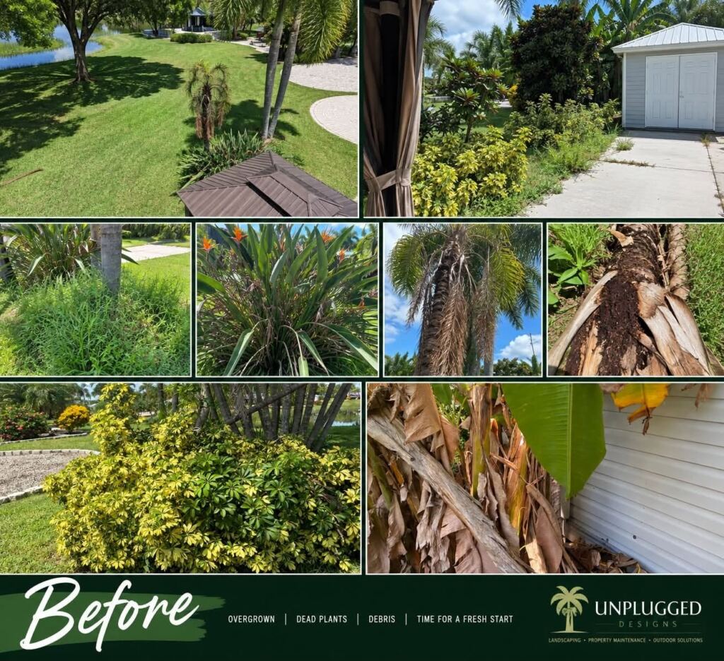 Before: overgrown beds, dead palm fronds and debris on an RV lot