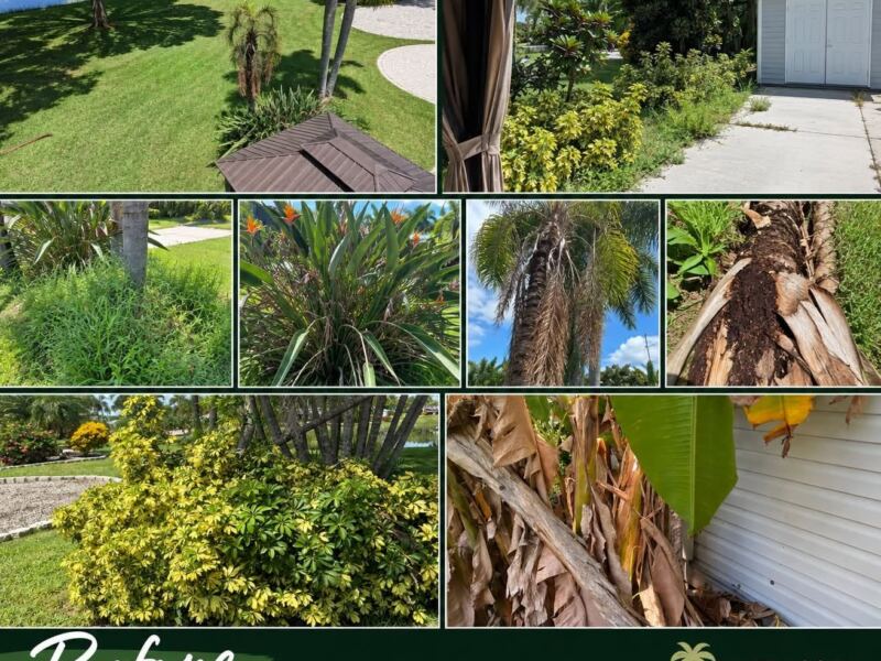 Before: overgrown beds, dead palm fronds and debris on an RV lot