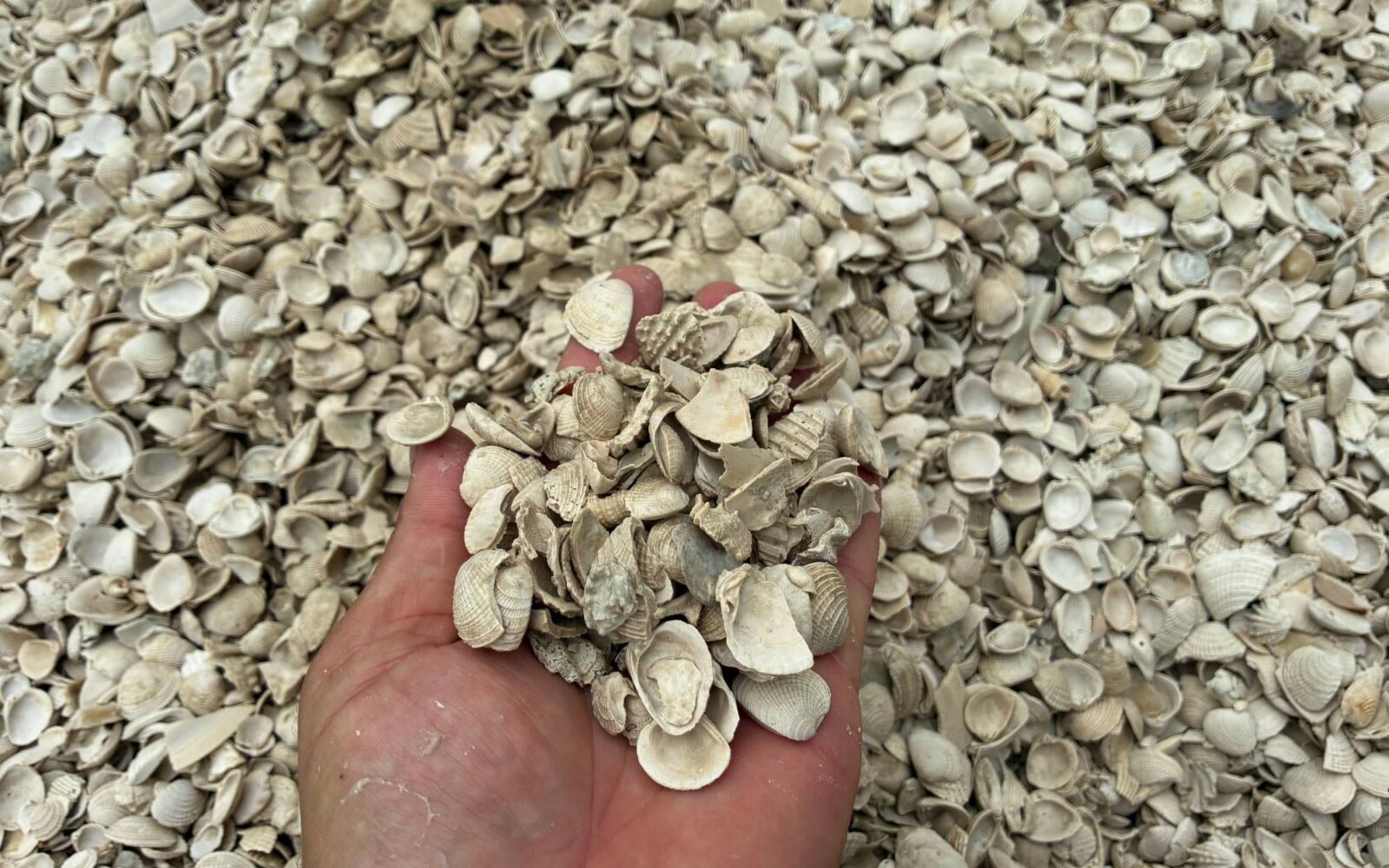 Handful of small shell over a shell pile