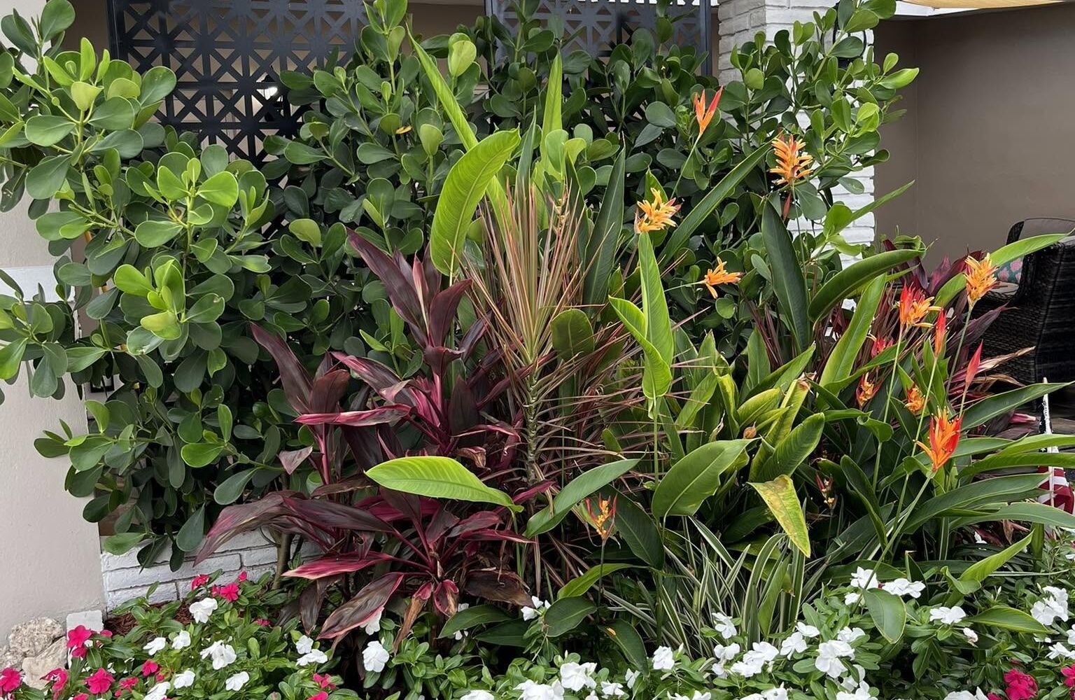 Layered tropical bed with heliconia, ti plants and vinca