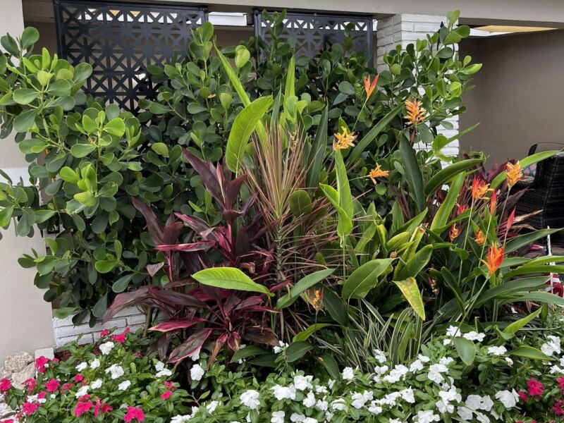 Layered tropical bed with heliconia, ti plants and vinca